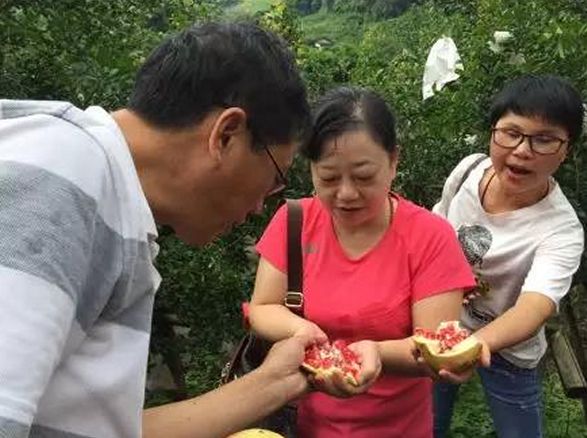 攀枝花盐边北部第一次种出了软籽石榴