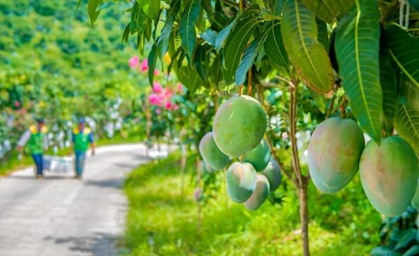 攀枝花芒果 王东 摄影