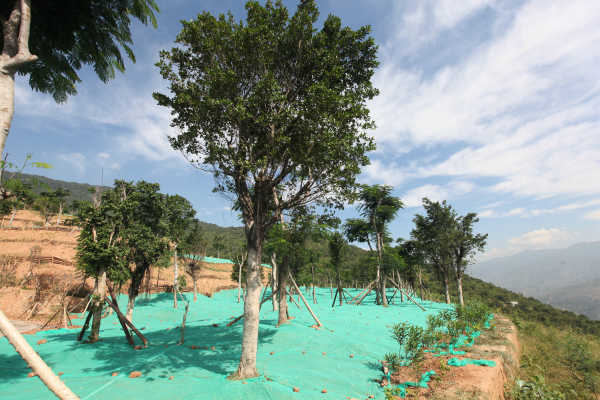 �ʸ�ʯ��ʯ��ɽֲ���ָ��������