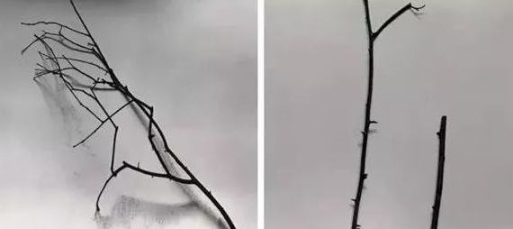 Ʒ